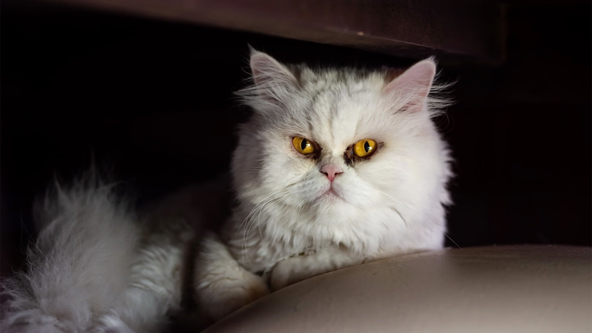 WRC纪录保持者:那些打破极限的传奇,wrc视频2020