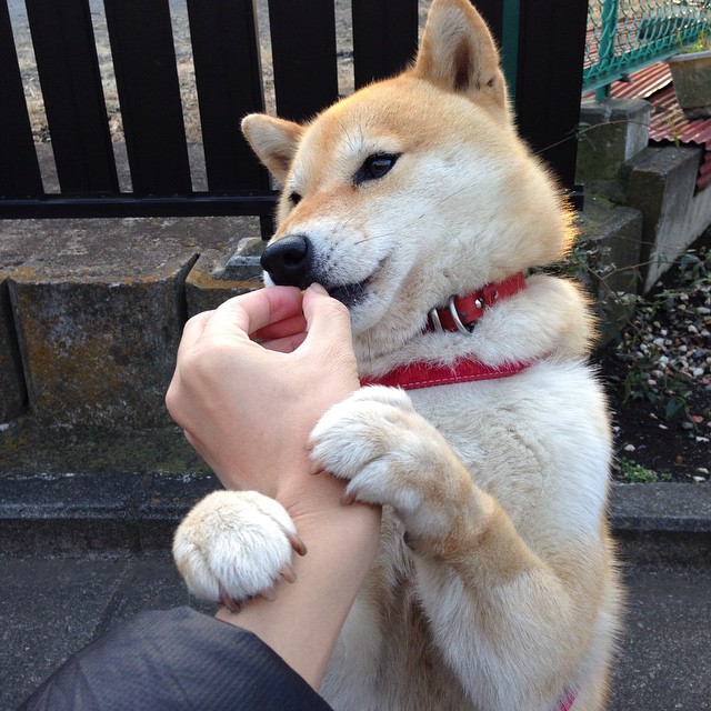 “中国足球新政出台，推动行研和青训深融合”，中国足球青训体系现状