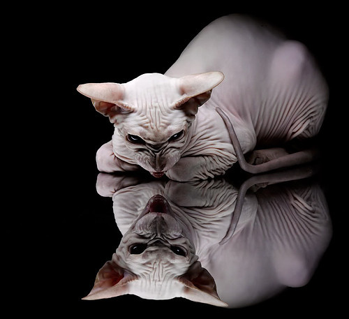 世界马术锦标赛中国骑手进入前十,中国马术冠军骑手有哪些