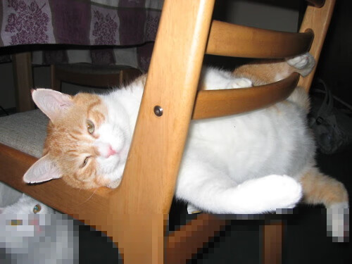 上海“青春篮球季”点燃青少年运动热情，推动全民健身，2021上海青少年篮球锦标赛