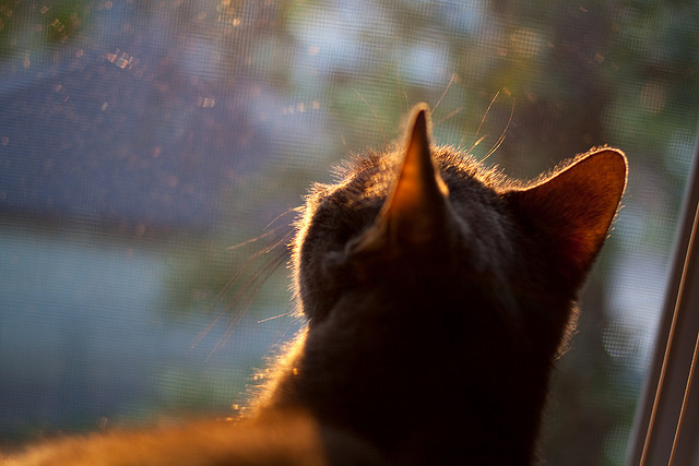 FB体育-战术大师的秘密武器：如何破解对手的防线？，战术大师是谁