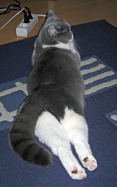 fb体育全站-海岸线纸风筝竞风赛，空中艺术的极限飞扬