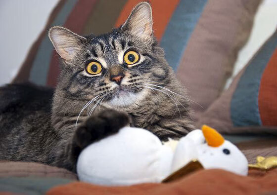 法甲：里昂2-2战平尼斯，奥亚萨瓦尔和伊巴拉各入一球，里昂法甲阵容