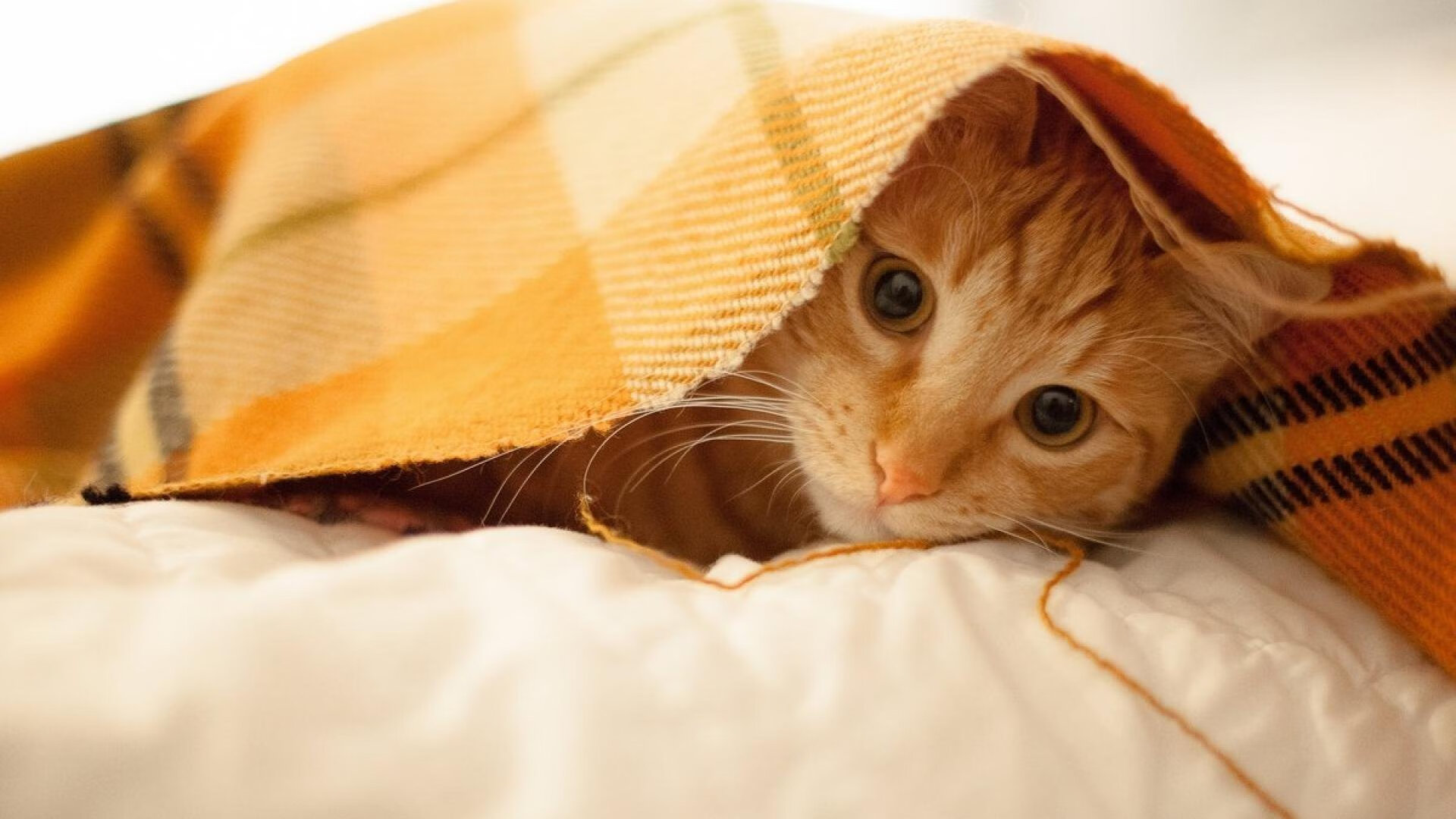 FB体育网站-AC米兰客场大胜罗马，伊布拉希莫维梅开二度，ac米兰与伊布续约