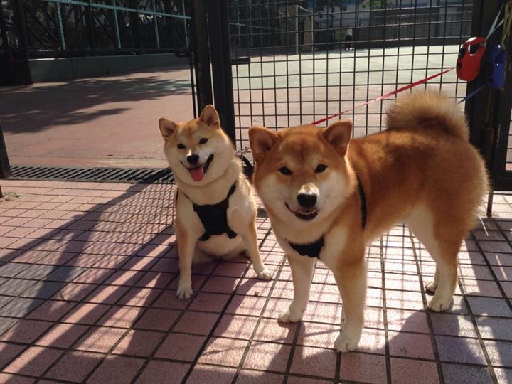 是否应公开球员职业规划发展路径，规划球员政策