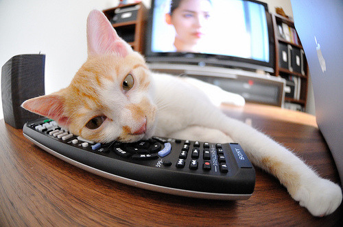 英超青训教练与一线教练接班机制对比分析,英超教练团队的构成